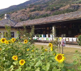 Piano 2026 di lotta all'acaro parassita Varroa