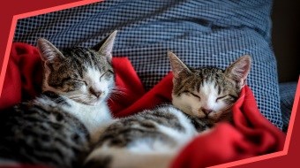 CAMPAGNA DI IDENTIFICAZIONE DEL GATTO DI PROPRIETÀ