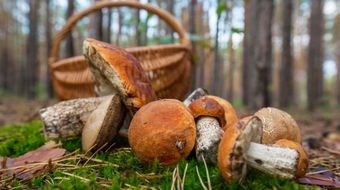 Sportello per il controllo gratuito della commestibilità dei funghi raccolti da privati cittadini