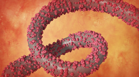 Ebola: resta aggiornato sul sito del Ministero della Salute