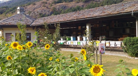 Piano 2026 di lotta all'acaro parassita Varroa