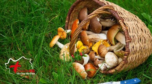 Attivo fino a novembre lo sportello per il controllo gratuito della commestibilità dei funghi raccolti da privati cittadini